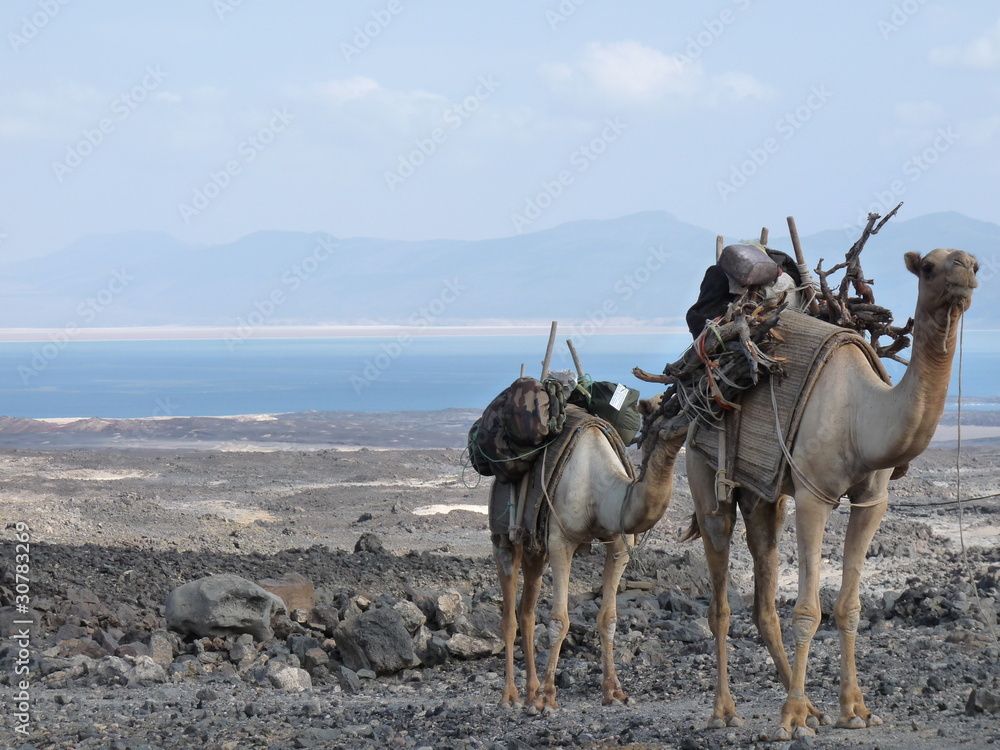 Naklejka premium Dromadaire au Lac Assal