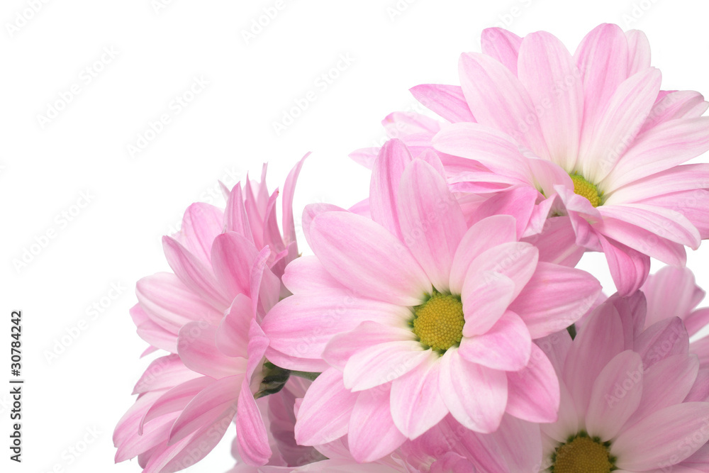 Pink spray mum Pink spray mum