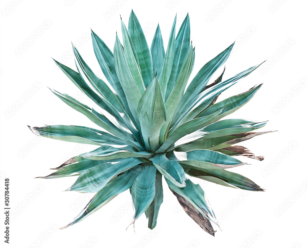 Blue agave on a white background Blue agave on a white background