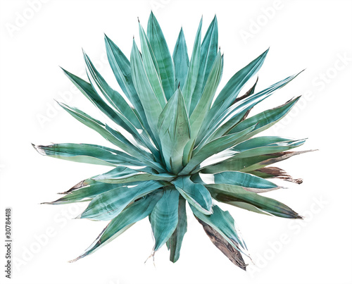 Blue agave on a white background photo
