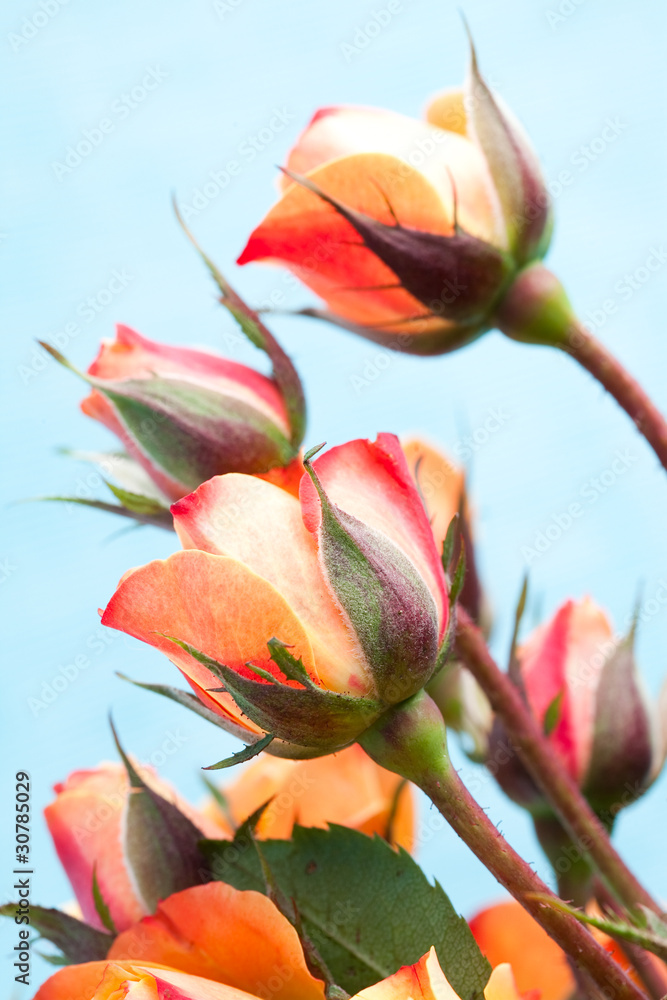 Orange roses