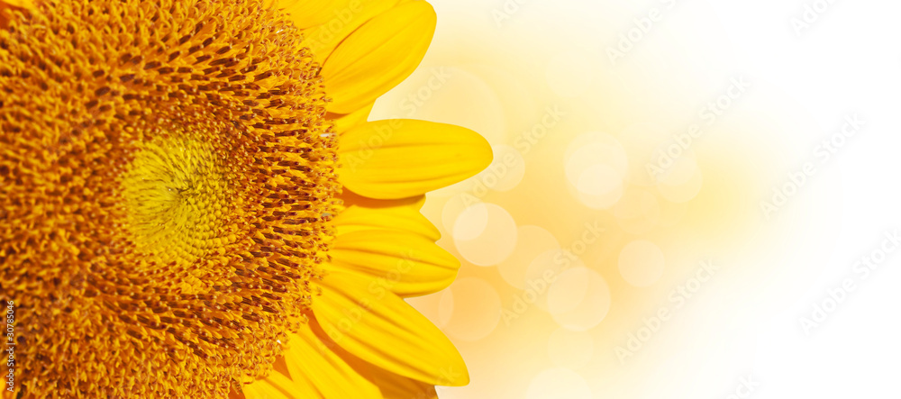 Naklejka premium Tournesol, bannière