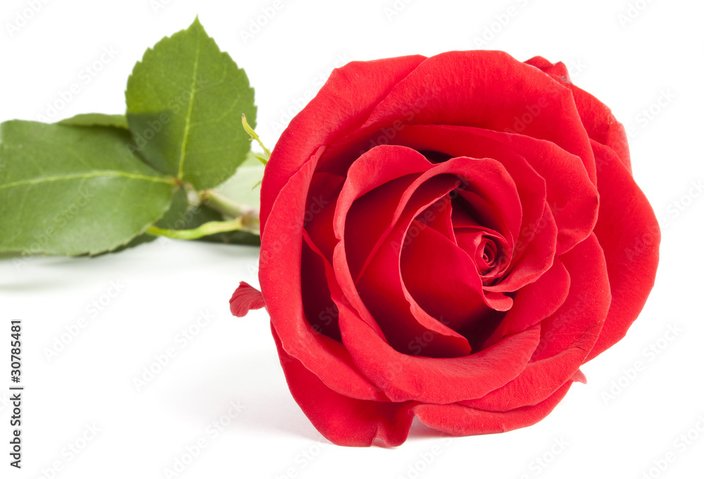 Fototapeta premium rose