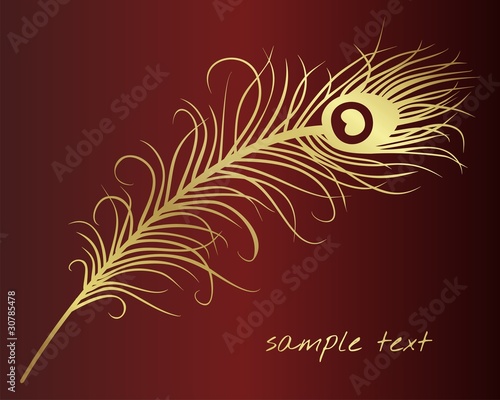 peacock feather