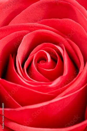 Beautiful red rose macro