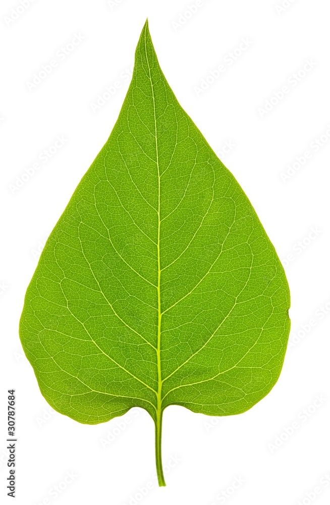 lilac leaf isolated lilac leaf isolated