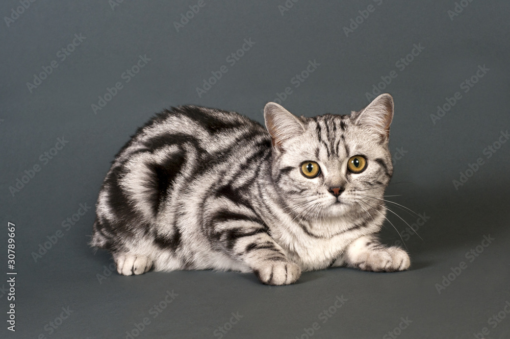 Obraz premium British short-haired cat