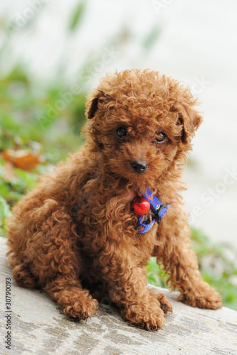 Toy poodle dog © raywoo