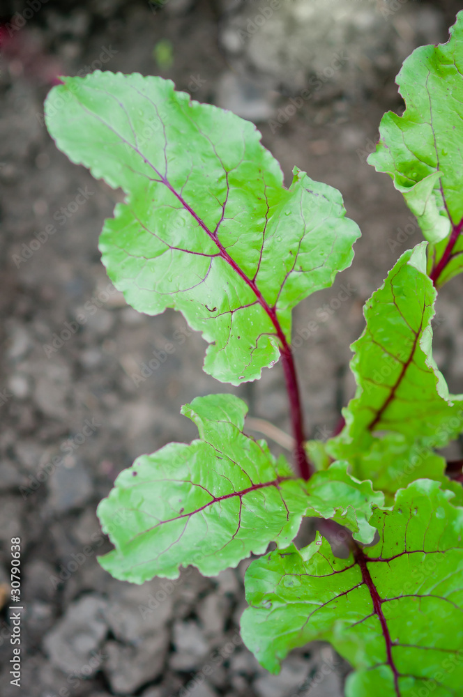 Young beet sprouts Young beet sprouts