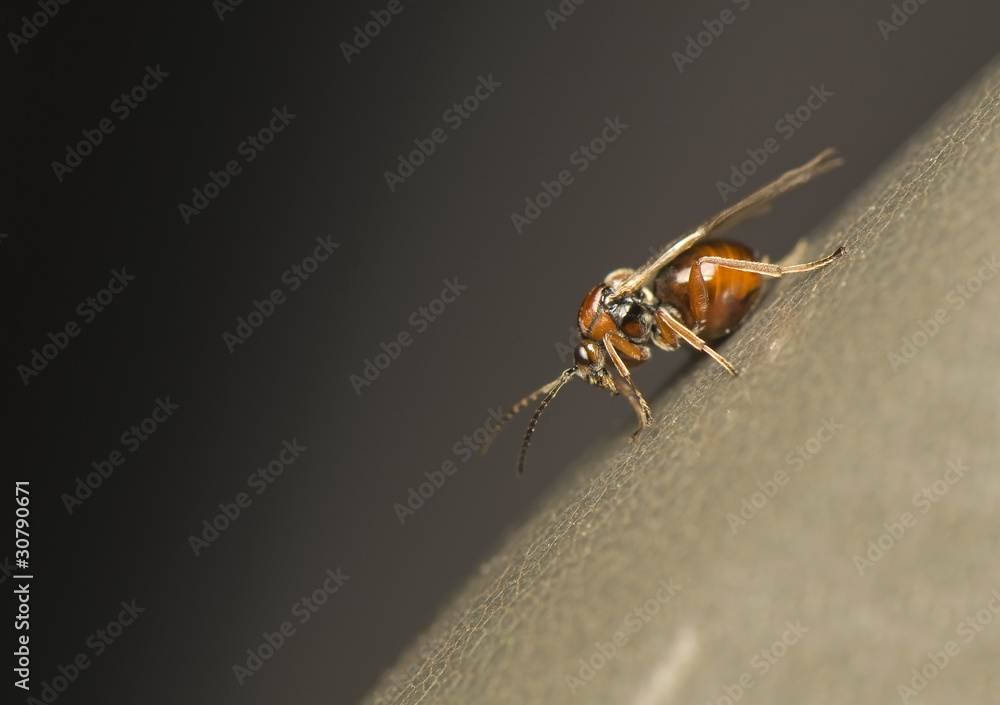 Cynipidae