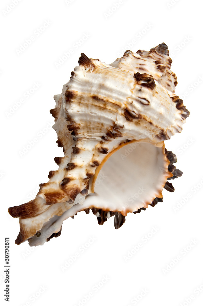 isolated shell isolated shell