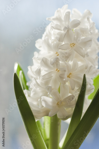 White  Hyacinth.