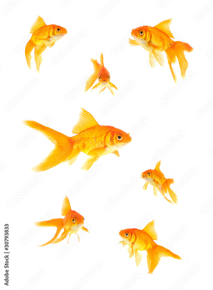 Goldfish Goldfish