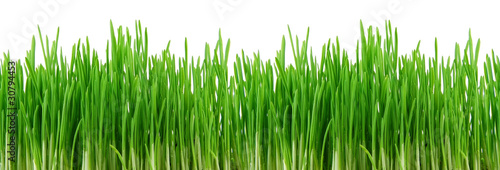 Seamless green grass