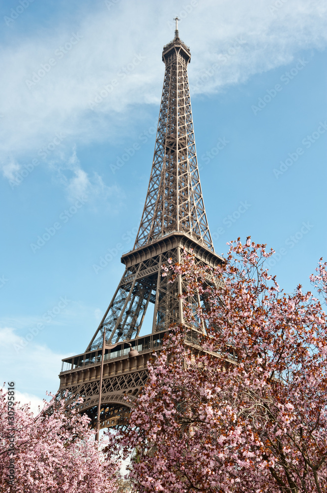 Paris in Spring. Blossoming cherry trees and Eiffel tower.