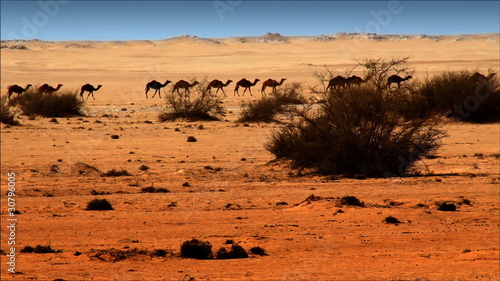 Wielbłądy na pustyni