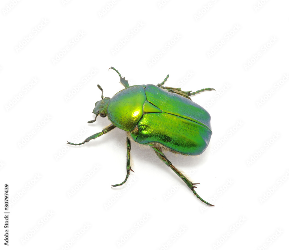 Green beetle Green beetle