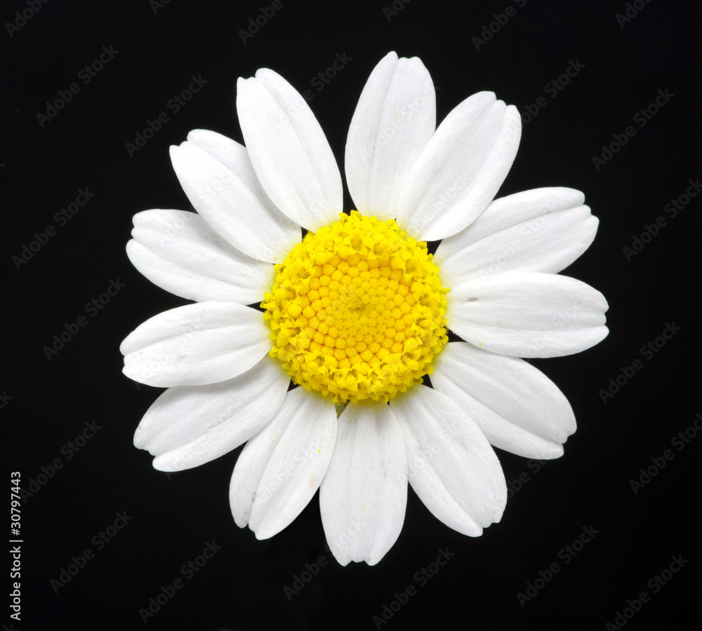 daisy on black daisy on black