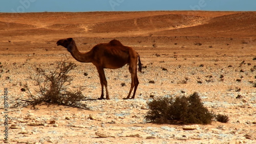 Wielbłąd na pustyni