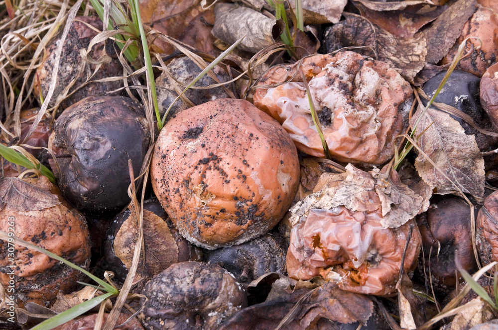 Rotting apples on the garden ground Rotting apples on the garden ground