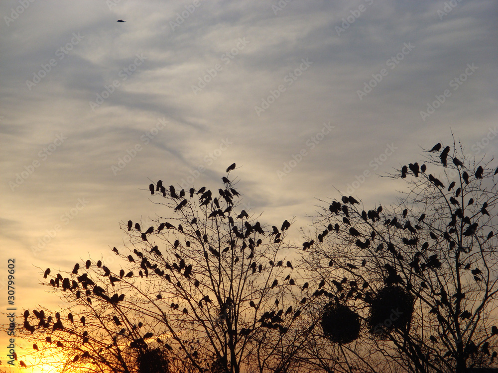 Fototapeta premium Birds