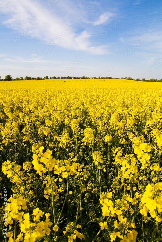 Rapsfeld Sommer Erntezeit Rapsfeld Sommer Erntezeit