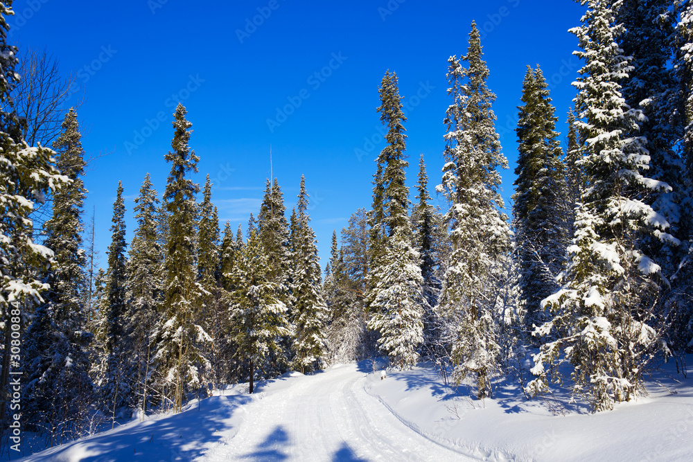 Spruce trees covered with snow