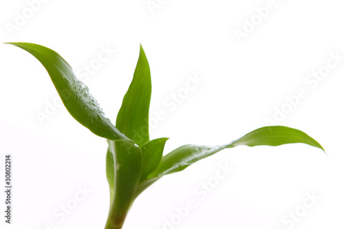 Wallpaper Mural heilpflanze Torontodigital.ca