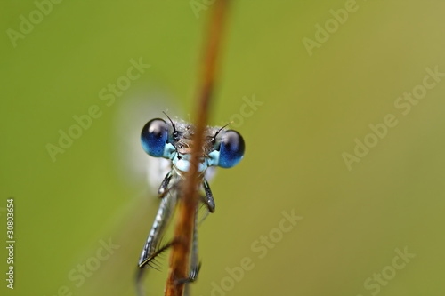 A closeup on a dragonfly with a smooth background