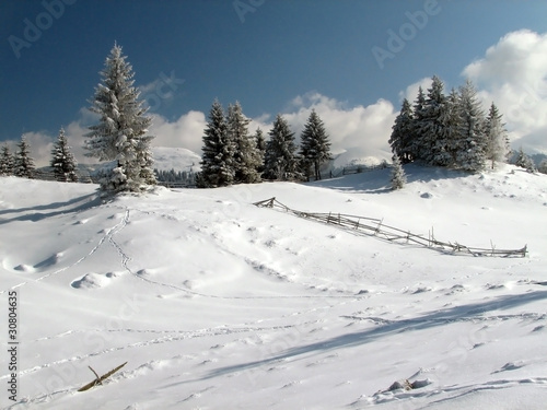 Winter trees