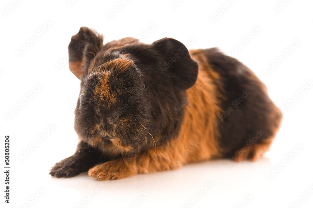 baby guinea pig baby guinea pig