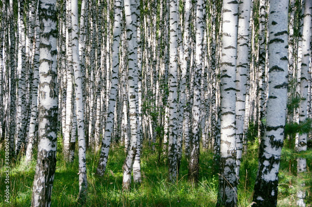 Naklejka premium Birchwood w słoneczny dzień