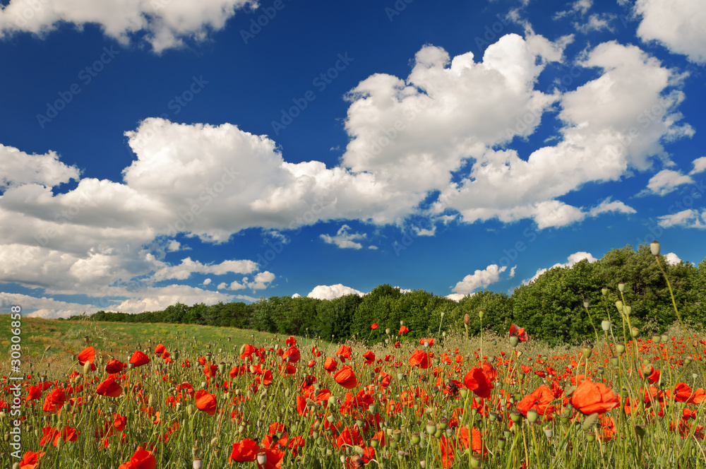 Red poppies on the green field