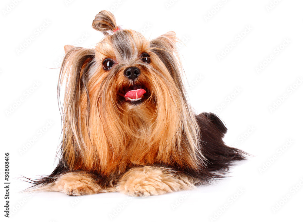 Yorkshire Terrier puppy isolated on white Yorkshire Terrier puppy isolated on white