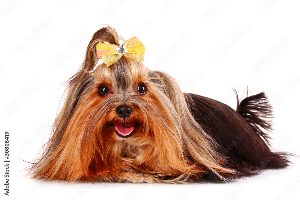 Naklejka premium Yorkshire Terrier puppy isolated on white