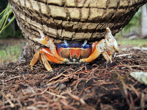 Close-up view of a blue land crab, Cardisoma guanhumi, under a coconut tree trunk, Central America, Panama photo