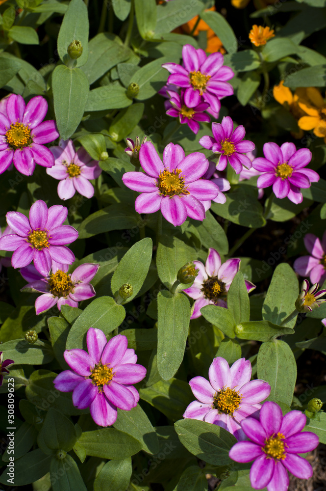 flower mini flower mini
