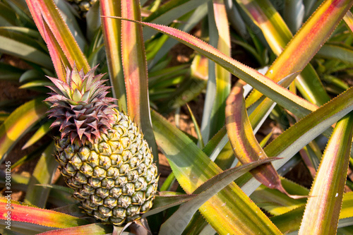 pineapple in the field