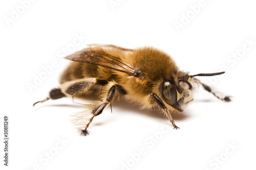 Wild Bee photo