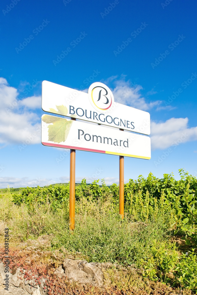 vineyards of Pommard, Burgundy, France