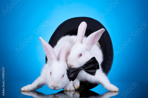 white rabbits pulling themselves out of a hat