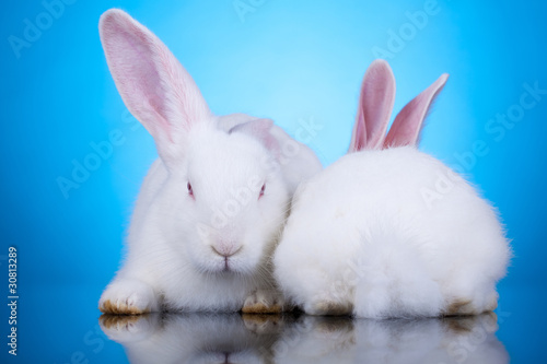 two white rabbits in funny position