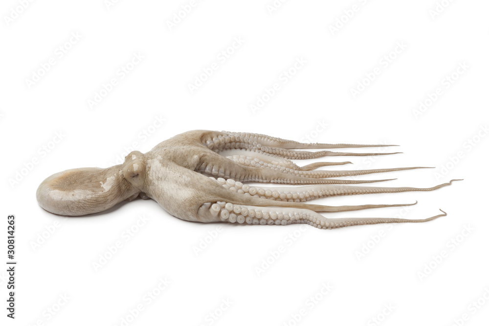 Obraz premium Whole single fresh Octopus