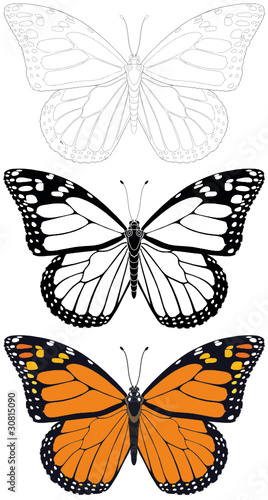 Monarchfalter, Schmetterling, Monarch, Falter