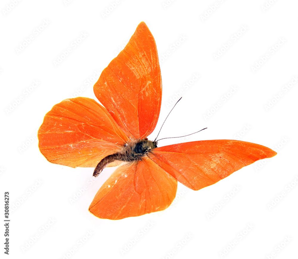 Butterfly Appias zarinda zarinda perspicua isolated on white Butterfly Appias zarinda zarinda perspicua isolated on white