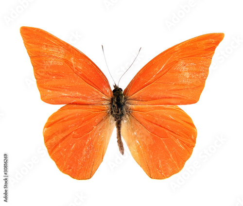 Butterfly Appias zarinda zarinda perspicua isolated on white