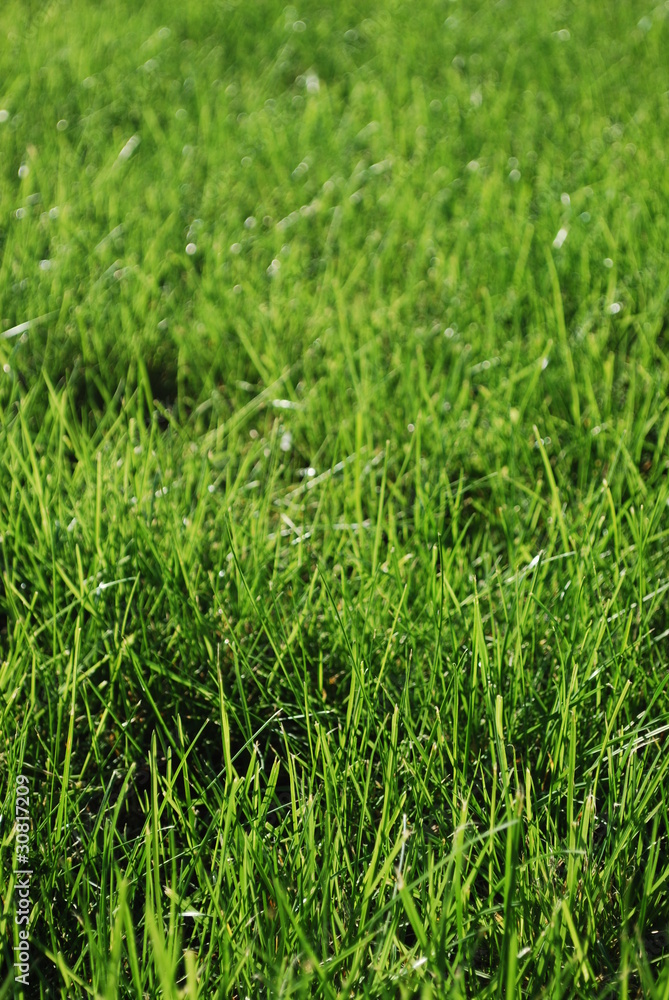 Green Grass Green Grass