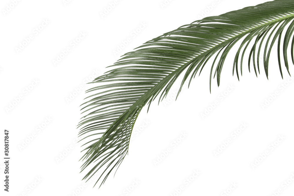 Obraz premium green palm leaf