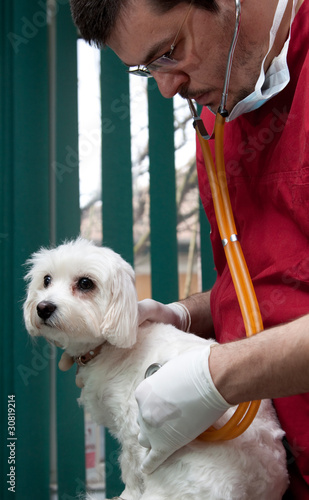 Fotografering Vet examining a cute bichon maltese dog