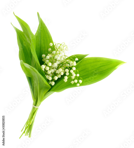 lilies of the valley